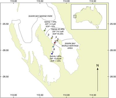 Metagenomic Evidence of Microbial Community Responsiveness to Phosphorus and Salinity Gradients in Seagrass Sediments